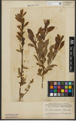 Foto von Salix purpurea L. x Salix silesiaca Willd.